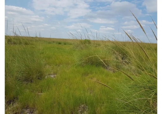 Campo Ganadero De 2200 Has En Venta Gato Colorado