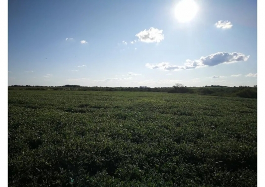 Campo De 90 Has En Gobernador Echague, Entre Ríos.