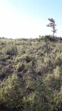 Campo Propiedad.