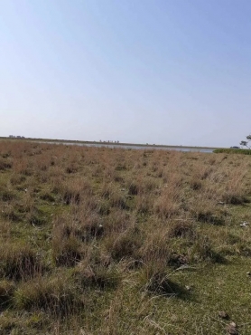 Campo 79 Hectáreas