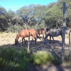 2 X 1. Campo Ganadero de Monte con Inst. Para Coto. La Pampa a 80 Km de Santa Rosa