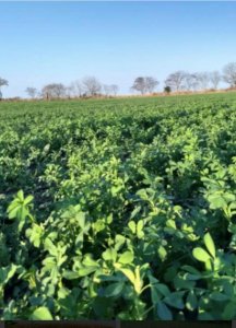 Se Venden Has de Campo