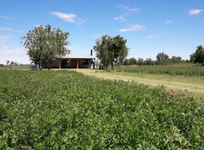 Finca con Casa en Venta en San Rafael, Rama Caida Mendoza